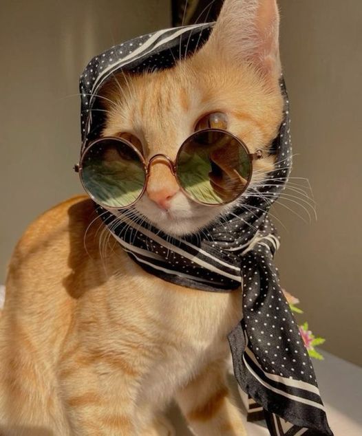 Fashion & Accessories